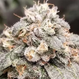 Falconfetti > Mamiko Seeds