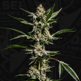 FireGum > T.H.Seeds