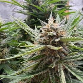Fishy Zoap Auto > Seedstockers