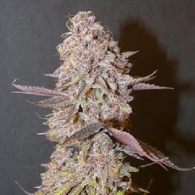 Forbidden Push Pop > Bask Triangle Farms