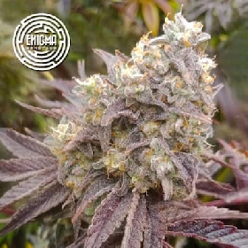 Forbidden Sherbert > Enigma Genetics