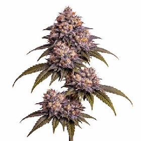 Frostbite Gelato > Elev8 Seeds