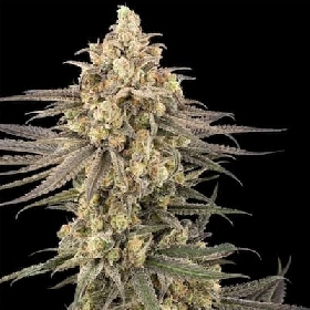 Frosted Grapes XXL > Sensi Seeds