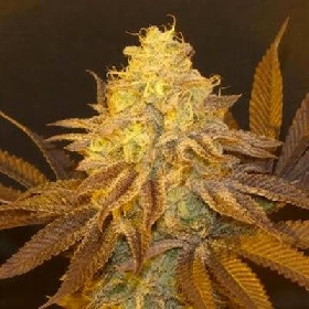 Frosty Melonz > Bask Triangle Farms
