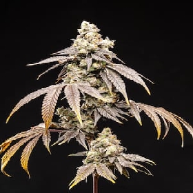Frosty Rainbow > World Breeders