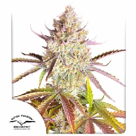 Fruit Bomb Punch > Dutch Passion