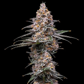 Gak Fobia > Bask Triangle Farms