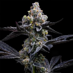 Garlic Cookies > Barneys Farm