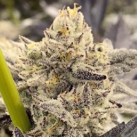 Garlic Icing x Chimera #3 > Sweet Seeds