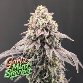 Garlic Mint Sherbet > Fast Buds