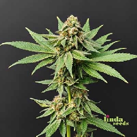 Gartenglück (F1 Fast Flowering) > Linda Seeds