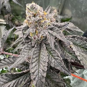 Gary Sherbert > Fast Buds Company