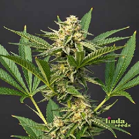 Gelato #33 > Linda Seeds