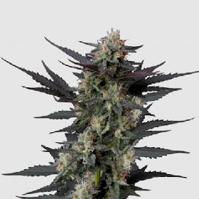 Gello Z Auto > Growers Choice