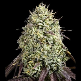 Georgia Pie > Advanced Seeds