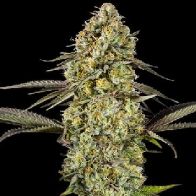 Georgia Pie Auto > Advanced Seeds