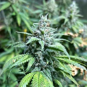 Ghost Train Power > Original Sensible Seeds