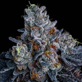 Giga Brain Auto > Anesia Seeds