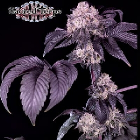 Giraffe Puzzy > Sacred Terps