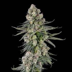 Glue Lotus > Compound Genetics