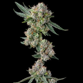 Glue31 > Compound Genetics Seeds