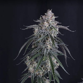 GMO Auto > Fast Buds Company