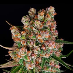 GMO Auto > Barneys Farm