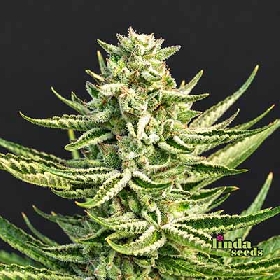 GMO > Linda Seeds