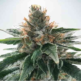 Gods Glue > Ministry of Cannabis