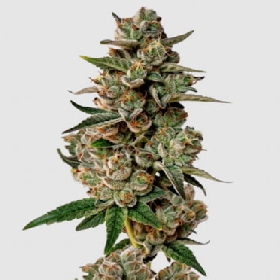 Gorilla Cookies > Growers Choice