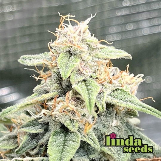 Gorilla Cookies > Linda Seeds