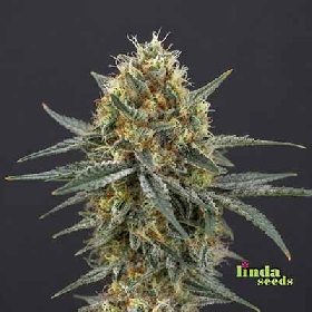 Gorilla Cookies > Linda Seeds