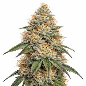 Gorilla Fire > Bulk Seeds