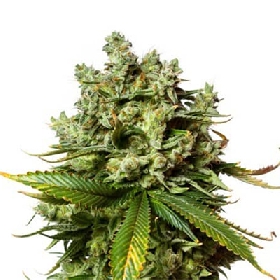 Gorilla Glue #4 > Anesia Seeds