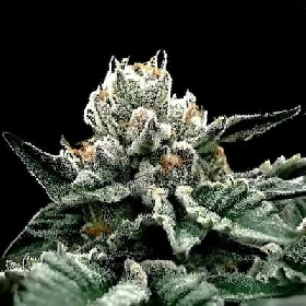 Gorilla Glue #4 > DNA Genetics