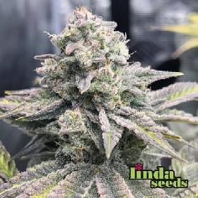 Gorilla Glue #4 > Linda Seeds