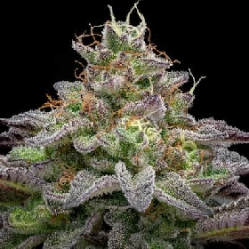 Gorilla Piña Faster Flowering > BSF Seeds