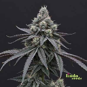 Gorilla Zkittlez > Linda Seeds