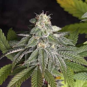 Gorilla Zkittlez Fast > Original Sensible Seeds