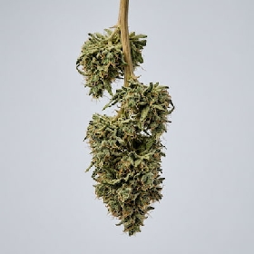 G.O.S > R-KIEM Seeds