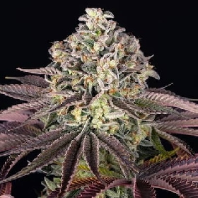 GrandDaddy Purple > Barney's Farm