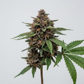 Grape Mints x Zkittlez > Tramuntana Seeds