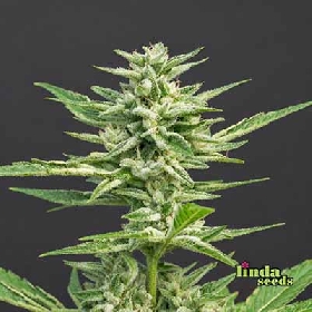 Grape Octane > Linda Seeds
