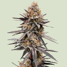 Gravity Berry F1 > Royal Queen Seeds