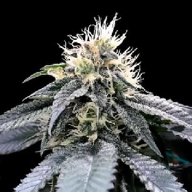 Green Crack > DNA Genetics