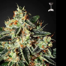 Cheese > Green House Seed Company