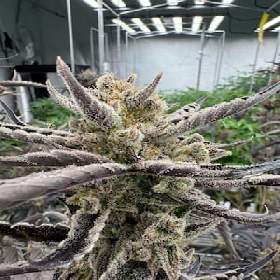 Guava Auto RF3 > Fast Buds