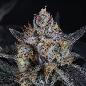 Guava Runtz Auto > Fast Buds Company