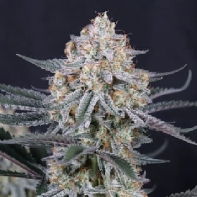 Guava Sundae Auto > Fast Buds Company