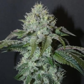 Guaya Burger > Bask Triangle Farms